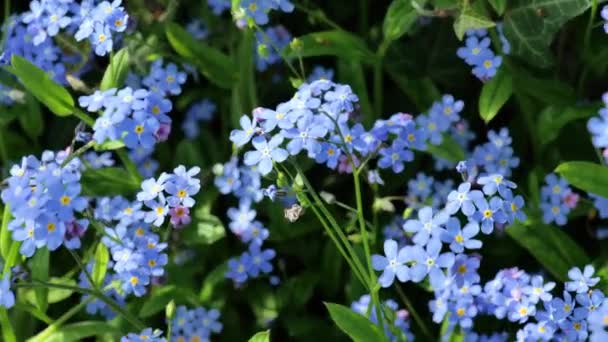 忘れない花 美しい青い花 4K映像について — ストック動画