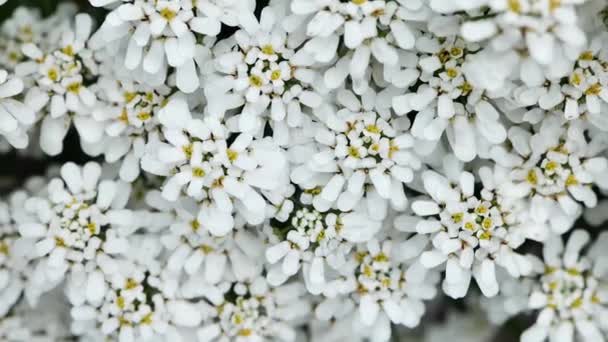 Iberis Kwiaty Pokrywa Gruntowa Wieloletnich Kwiatów Nisko Rosnące Białe Kwiaty — Wideo stockowe