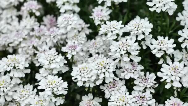 Iberis Białe Kwiaty Bliska Pokrywa Ziemi Wieloletnie Kwiaty Kwiatowe Dywany — Wideo stockowe