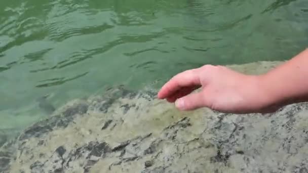 Чиста Вода Рука Збирає Чисту Воду Гірської Річки Краплі Бризки — стокове відео
