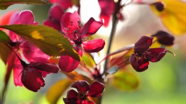 İlkbaharda gün ışığında kraliyet elma ağacı çiçekleri bahçenin arka planını bulanıklaştırdı. Bahar bahçesinde açan ağaçlar. 4k görüntü