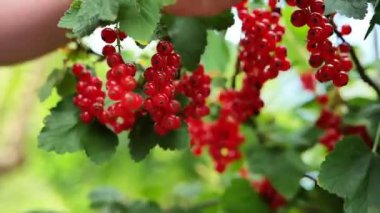 Frenk üzümü hasadı. Çocuk, yaz bahçesindeki bir çalılıktan kırmızı frenk üzümü topluyor. El, bir daldan bir demet kuş üzümü koparır. Sandıktaki frenk üzümü çalısı. 4k görüntü