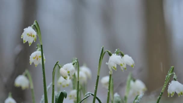 Flores Gotas Nieve Bosque Primavera Primavera Primeras Flores Blancas Imágenes — Vídeos de Stock