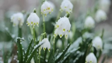 Kar damlaları, çiçekler ve düşen kar. İlkbaharda, ormanın ilk beyaz çiçekleri karların altında, yakın planda. Yüksek kalite 4k görüntü