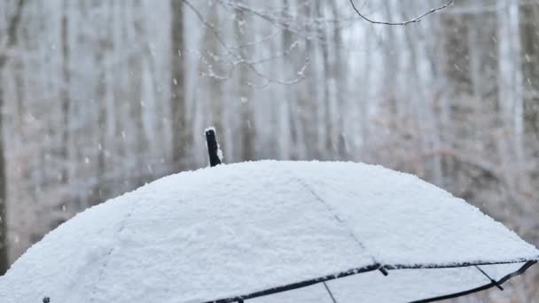 Sníh Deštník Pokrytý Sněhem Zimním Lesním Pozadí Záběry — Stock video