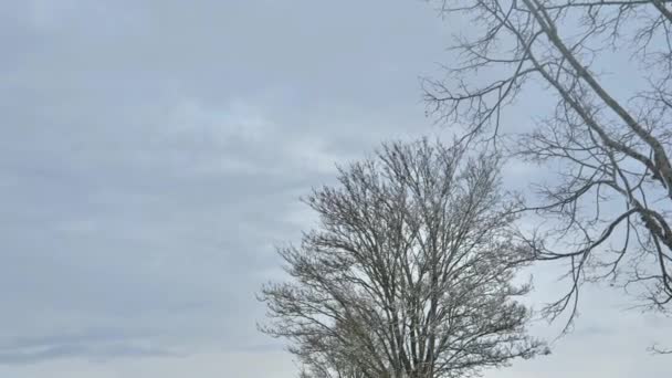 Zimowa Droga Drzewa Śniegu Wzdłuż Drogi Piękne Fioletowe Błękitne Niebo — Wideo stockowe