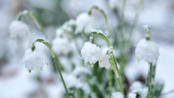 Flores Gotas Nieve Bosque Primavera Flores Blancas Bajo Nieve Blanco — Vídeos de Stock