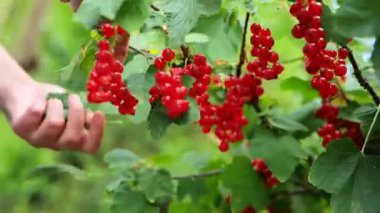 Frenk üzümü hasadı. El, daldan bir sürü frenk üzümü topluyor. Hız. Bagajda frenk üzümü çalısı. 4k görüntü