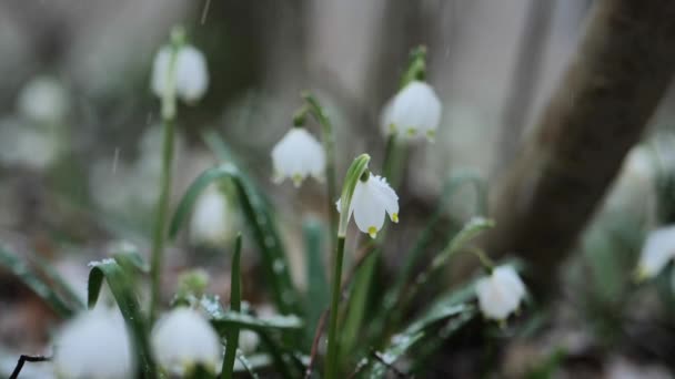Flores Gotas Nieve Bosque Primavera Primavera Primeras Flores Blancas — Vídeos de Stock