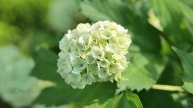 Viburnum buldenezh Beyaz ponponlar yakın plan çiçekleri. Beyaz çiçekli çalılar. Viburnum viburnum 'un beyaz çiçeği tamamen çiçek açmış. Çiçeksel arka plan çok güzel. 4k görüntü