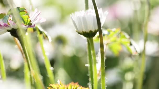 Sedmikrásky Kvetou Bílé Sedmikrásky Makro Zeleném Zahradním Pozadí Heřmánky Slunečních — Stock video