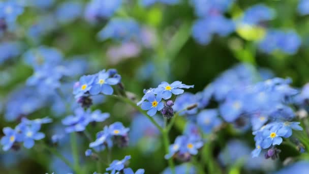 Olvídame Flores Surtido Jardín Flores Sombreado Flores Azules Primer Plano — Vídeos de Stock