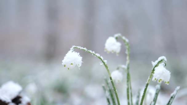Sněhové Kapky Květiny Sněhové Vločky Bílé Květy Pod Bílým Sněhem — Stock video