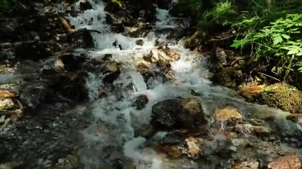 森林瀑布 松树林的石头 树枝和鹅卵石上的水流 慢动作4K镜头 — 图库视频影像