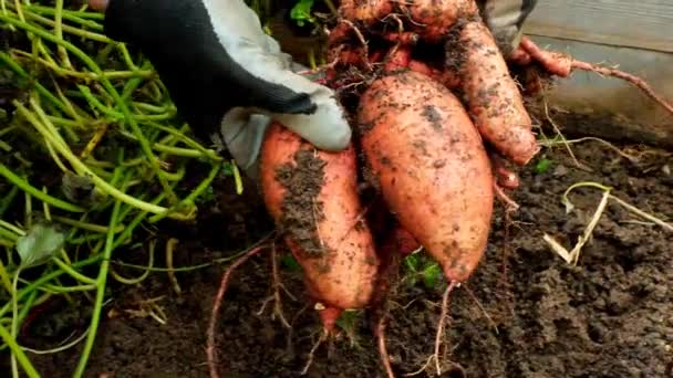 庭にあるスイートポテトチューブ スイートジャガイモの収穫 高品質の4K映像 — ストック動画