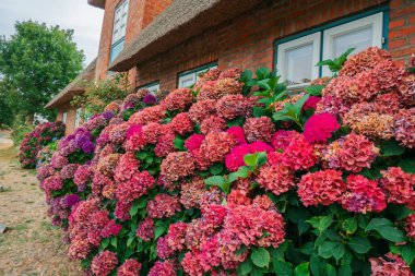  Kırmızı tuğlalı bir evin yakınındaki pembe ortanca çalıları. Manzara tasarımı. Fehr Almanya adasının mimarisi ve bitkileri..