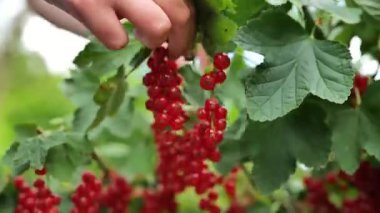 Bir çalılıktan frenk üzümü topluyor. Bir sürü frenk üzümü topluyor. 4k görüntü