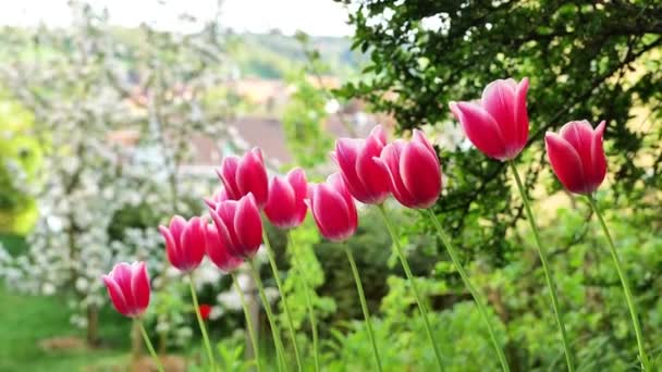 Růžové Tulipány Jarní Květiny Různé Tulipány Bílým Okrajem Růžové Jarní — Stock video