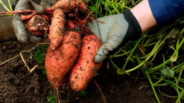 Zoete Aardappeloogst Handen Van Een Boer Plantaardige Knollen Grond Gezonde — Stockvideo