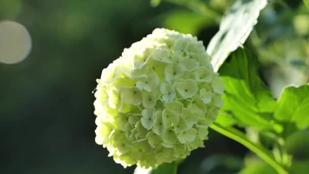 Viburnum Buldenezh Λευκές Μπάλες Viburnum Bush Λευκά Πομπώδη Λουλούδια Κοντά — Αρχείο Βίντεο