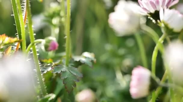 Ромашки Квіти Сонячних Променях Крупним Планом Весняному Саду Квітковий Красивий — стокове відео