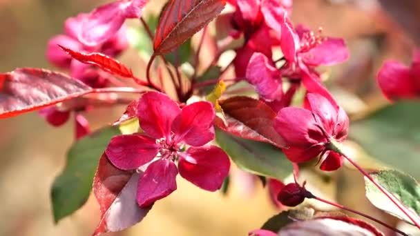 Królewska Jabłoń Dekoracyjny Kwiat Jabłoni Kwitnące Drzewa Materiał — Wideo stockowe