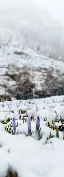 Crocuses Purple spring flowers and falling snow in the mountainous area. Spring flowers under spring snow.Spring season in Austria.