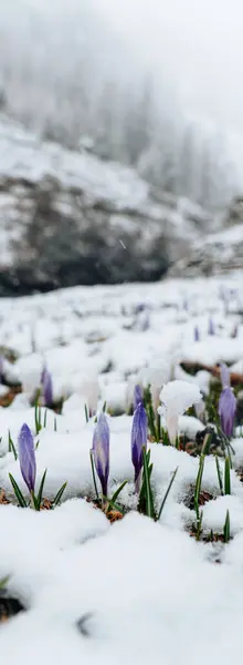 Crocuses under the snow. Purple spring flowers and falling snow in the mountainous area. Spring flowers under spring snow.Spring season in Austria.
