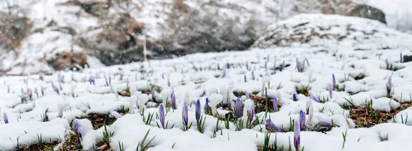 Crocuses under the snow.delicate flowers and snowflakes. Purple spring flowers and falling snow in the mountainous area. Spring flowers under spring snow.Spring season in Austria.