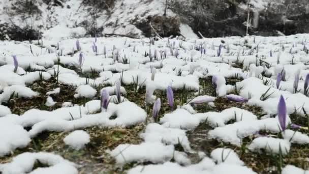 Krokusy Pod Sněhem Fialové Jarní Květy Padající Sníh Hornaté Oblasti — Stock video