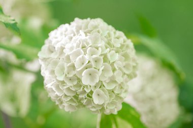 Viburnum pompoms çiçekleri baharda yakın plan bulanık bahçede. Beyaz çiçekli çalılar. Viburnumun beyaz çiçekleri. Viburum çalılarının beyaz topları..