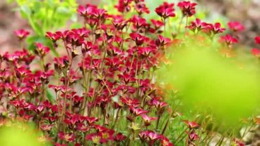 Saksafon çiçekleri. Saksafon çalısı, kayalık tepeler ve kayalık bahçeler için kırmızı çiçekler. 4k görüntü