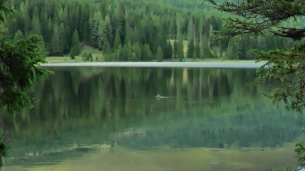 Duck Lake Preber Lungau Austria Mountain Lake Prebersee Footage — Stock Video