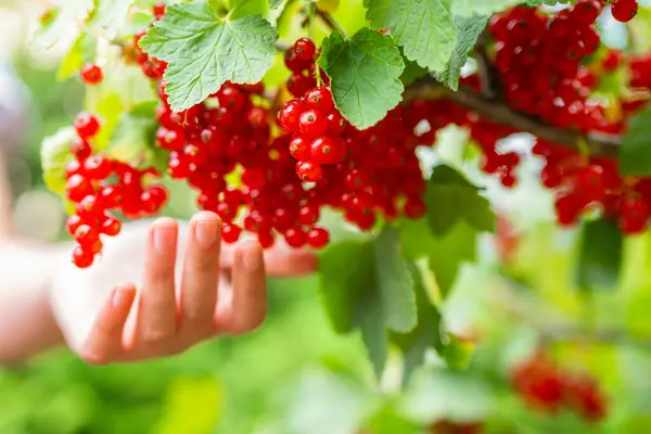 Red currant harvest. Bunch of red currant berries in hand on green garden background. hand plucks a bunch of currants from a branch. Currant bush on a trunk