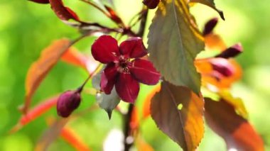 Kraliyet elma ağacı ve kırmızı yapraklar. Çiçeklerin doğası çok güzel. Dekoratif kraliyet elma ağacının yeşil baharda gün ışığında açtığı makro çiçekleri bahçenin arka planını bulanıklaştırdı. 4k görüntü