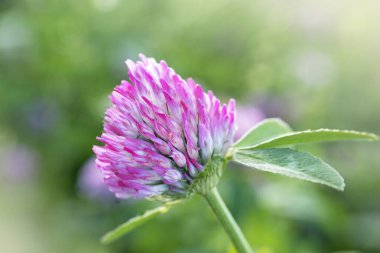 Yonca çayırı çiçeği. Değerli otlar ve tıbbi bitkiler. Kadınların sağlık çiçeği. Yonca özütü. Bulanık yeşil arka planda kırmızı yonca..