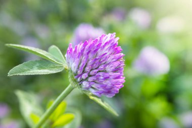 Kırmızı yonca. Yonca çiçeği. Değerli otlar ve tıbbi bitkiler. Kadınların sağlık çiçeği. Yonca özeti.