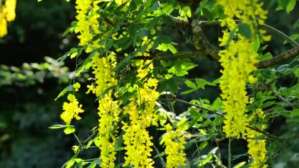 Laburnum Yellow Shrub Yellow Bean Racemose Inflorescences Yellow Bean Beautiful — Stock Video
