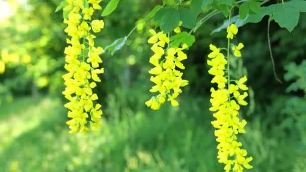 Laburnum Yellow Shrub Yellow Racemose Inflorescences Yellow Bean Beautiful Blooming — Stock Video