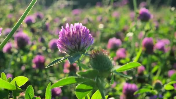 Clover Fieldin Güneşli Hava Güneş Işınlarında Kırmızı Yonca Çiçeği Değerli — Stok video