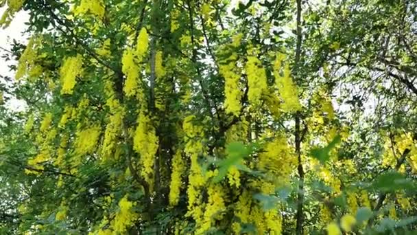 Laburnum Yellow Shrub Yellow Bean Tree Yellow Flowering Bush Beautiful — Stock Video