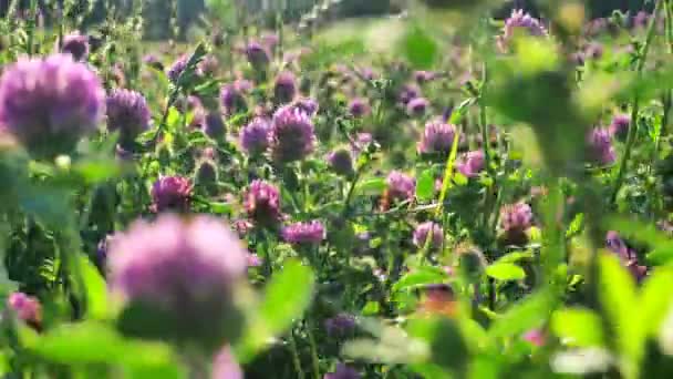 Clover Field Red Clover Wind Sunny Weather Red Clover Flowers — Stock Video