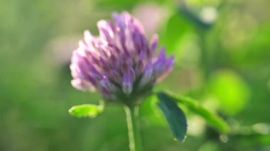 Güneş ışınlarında kırmızı yonca çiçeği. Yonca çayırı çiçeği. 4k görüntü