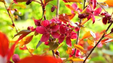 Dekoratif elma ağacı çeşitleri. Yeşil baharda gün ışığında kraliyet elması ağacının Macro çiçekleri bahçeyi bulanıklaştırdı. 4k görüntü