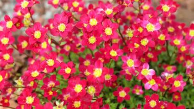 Saxifraga arendsii yakın plan. Bahar çiçekleri. 4k görüntü