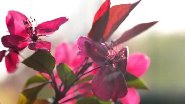 Süslü elma ağacı çeşidi. Pembe çiçekli ve kırmızı yapraklı. Çiçeksel arka plan çok güzel. 4k görüntü