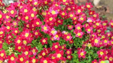 saxifraga arendsii. Kırmızı Saksafraga çiçekleri yakın plan. Toprak örtüsü, kayalık tepeler ve kayalık bahçeler için kırmızı çiçekler. 4k görüntü