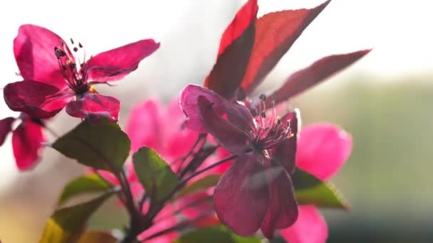 Ozdobna Odmiana Jabłoni Rodzina Królewska Różowymi Kwiatami Czerwonymi Liśćmi Piękne — Wideo stockowe