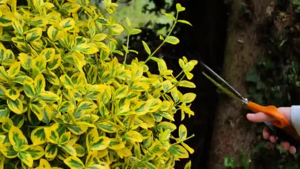 Prořezávání Euonyma Ruce Oříznout Euonymus Větve Zahradními Nůžkami Zblízka Topiary — Stock video