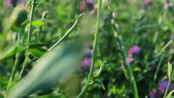 Rotkleefeld Wind Bei Sonnigem Wetter Kleewiesenblume Wertvolles Futter Und Heilpflanze — Stockvideo